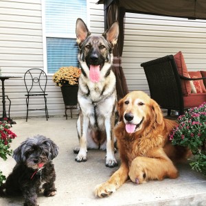 Our Pups - Annie, Jade & Royal