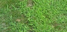 crabgrass infested lawns - A Classic Cut Lawn Care, Fishers