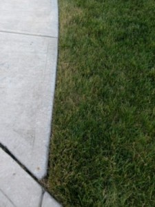 Recovering lawn edges after drought