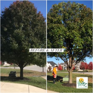 Pruning & Shaping of Bradford Pear Tree, Fishers, IN by ACCLC